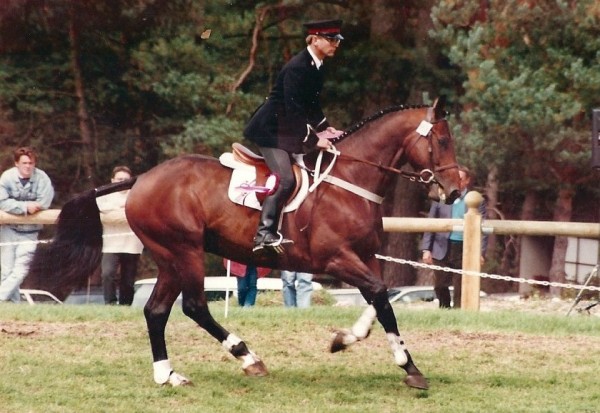 Bolero De Brecey - French Stallion